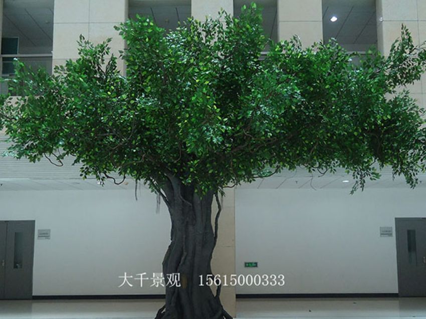 點擊查看詳細信息<br>標題：室內(nèi)榕樹 閱讀次數(shù)：1585